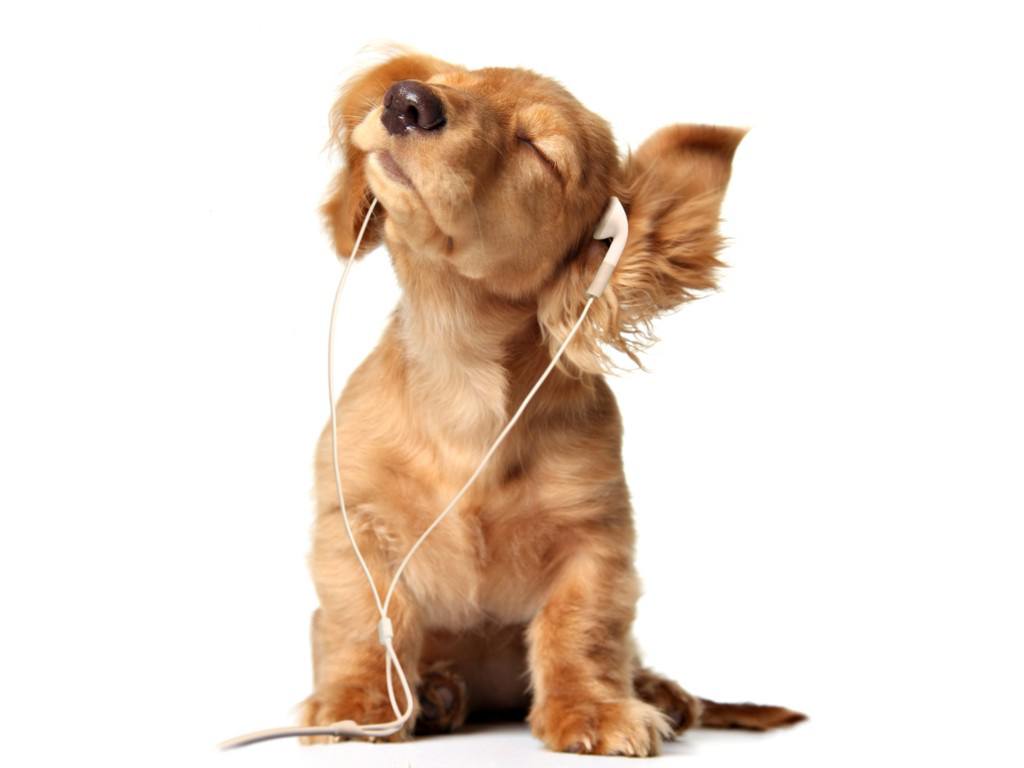 Young-Puppy-listening-to-music-on-head-phones-Wallpaper__yvt2
